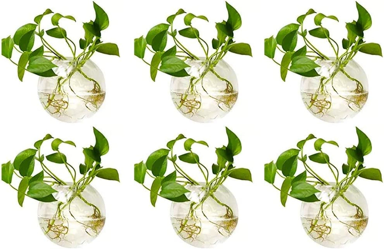 Wall Hanging Planters Terrarium: 6 Pcs Clear Glass Wall-Mounted Vases for Indoor Office Garden Living Room - Oblate Plant Pots Hydroponic Containers Propagation Stations for Flowers