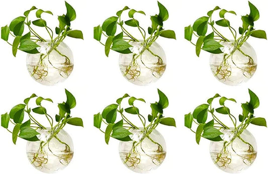 Wall Hanging Planters Terrarium: 6 Pcs Clear Glass Wall-Mounted Vases for Indoor Office Garden Living Room - Oblate Plant Pots Hydroponic Containers Propagation Stations for Flowers
